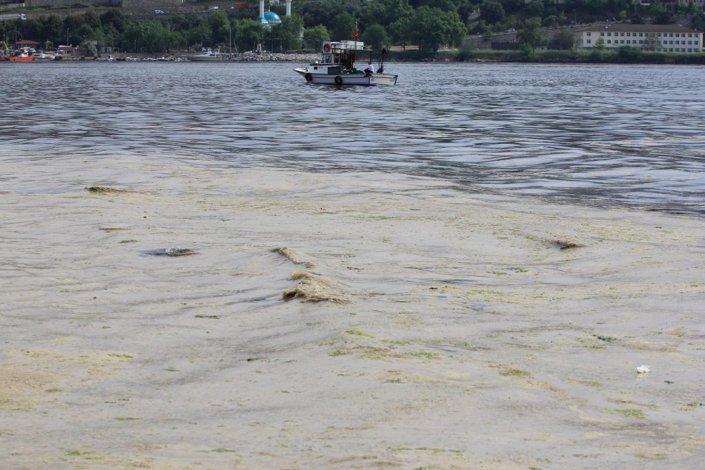 Gemlik Sahillerinde Müsilaj Alarmı: Balık Yumurtaları Tehlikede, Deniz Ekosistemi Çöküşle Karşı Karşıya