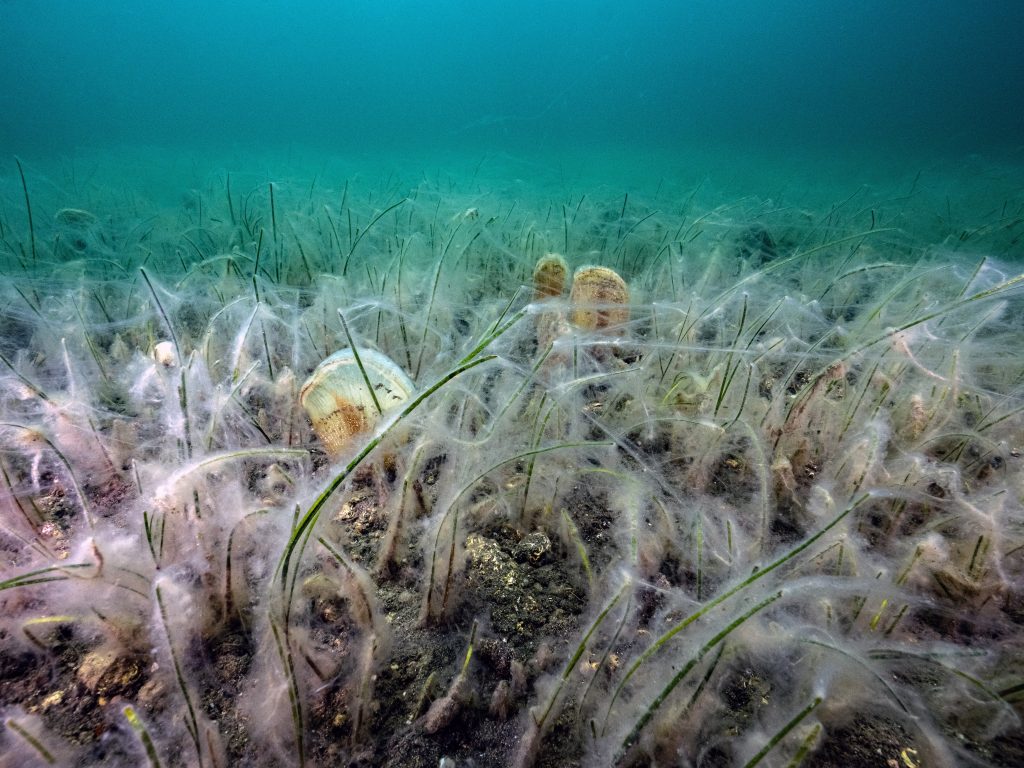 Müsilaj uyarısı: “Kontrol edilebilecek tek faktör kirliliktir”