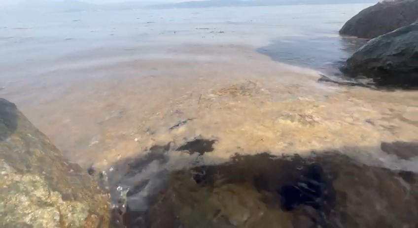 Gemlik Körfezi’nde Müsilaj Yoğunluğu Vatandaşları Tedirgin Ediyor