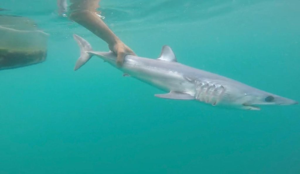 Oltasına Köpek Balığı Takıldı, Yeniden Denize  Bıraktı