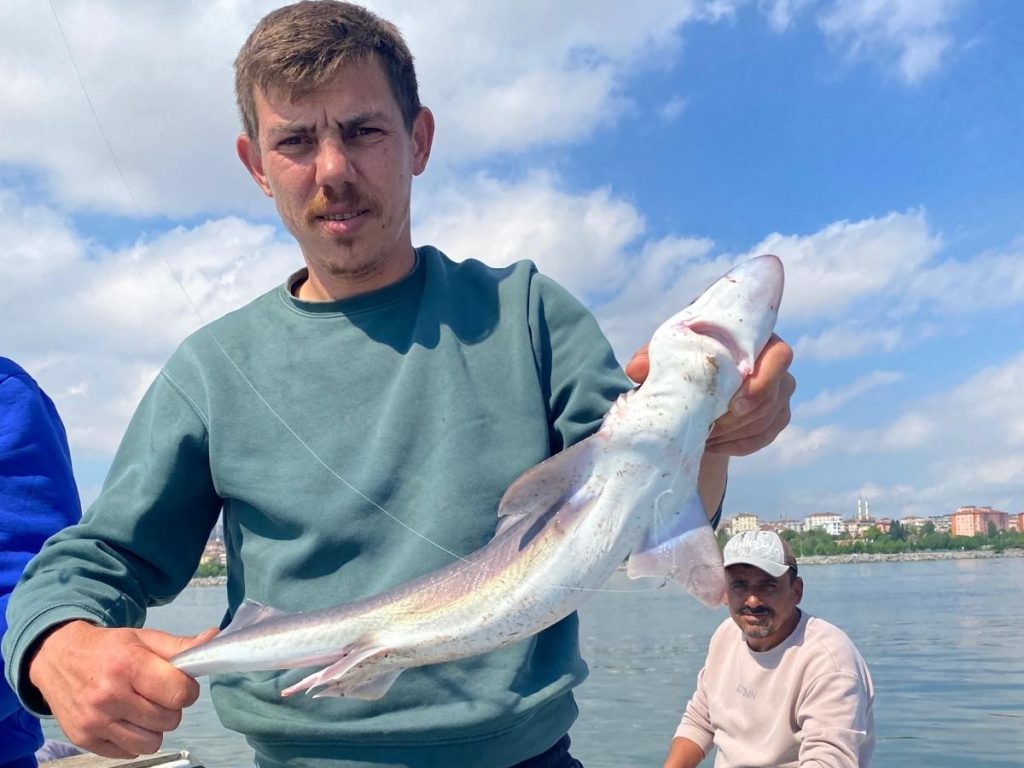 Pendik’te Balıkçılara Sürpriz: Oltaya Yavru Köpek Balığı Takıldı