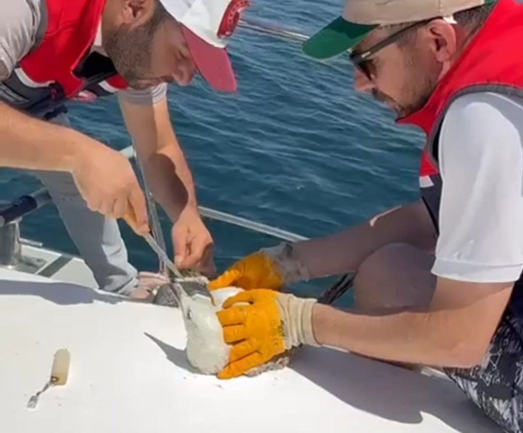 Çanakkale’de Denetim Sırasında Oltaya Takılan Martı Kurtarıldı