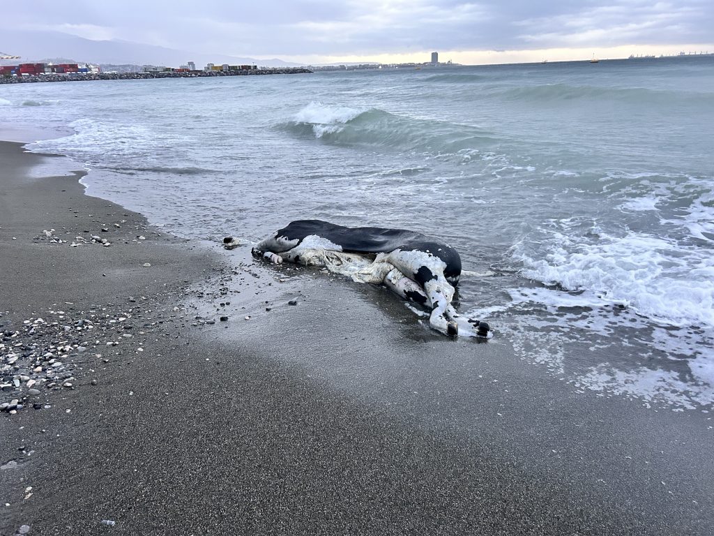 Akdeniz’de kameralara balık değil angus yakalandı