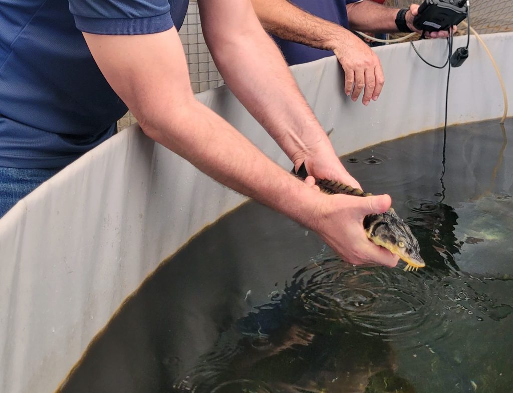 Milas’ta Toprak Havuzlarda Mersin Balığı Yetiştiriciliği Başladı