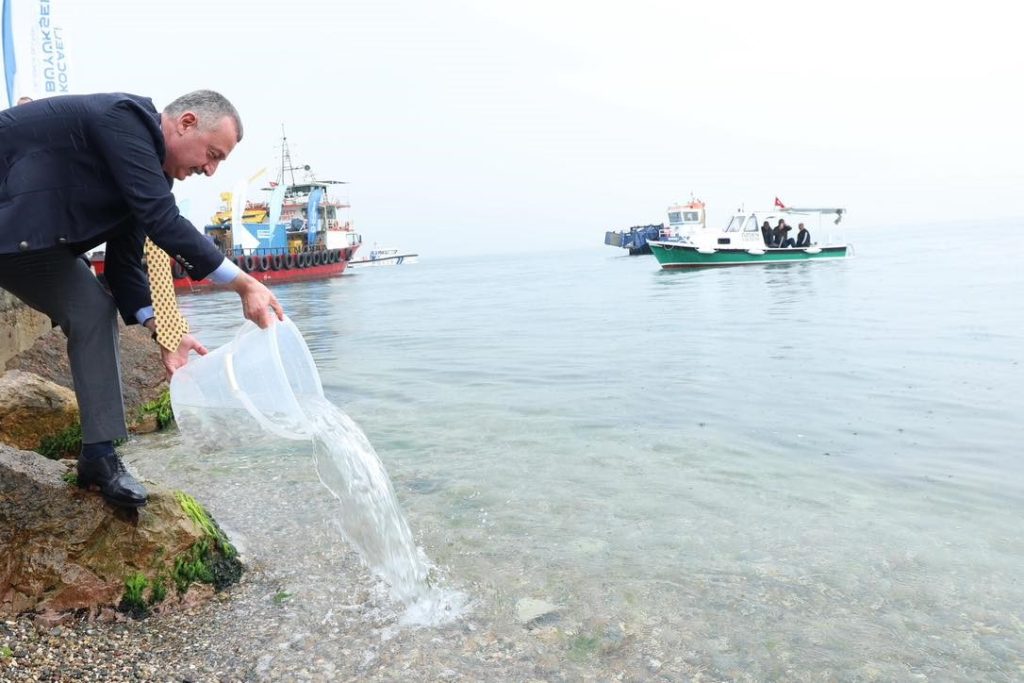 Körfez diriliyor: İzmit’te 54 bin balıkla mavi devrim