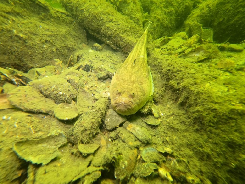 Gemlik Körfezi’nin Deniz Dibi Temizliği Bursa Büyükşehir Belediyesi’nden