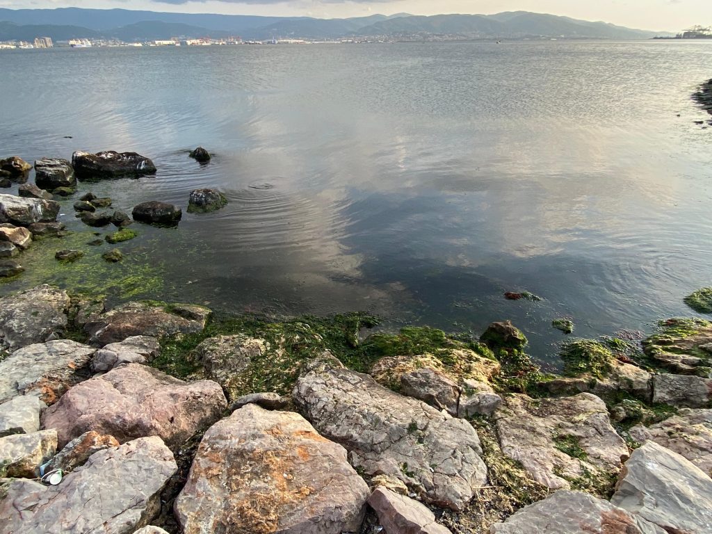 Yaz Sıcağıyla Ortaya Çıktılar: Sekapark’ta Yılan Görüntülendi