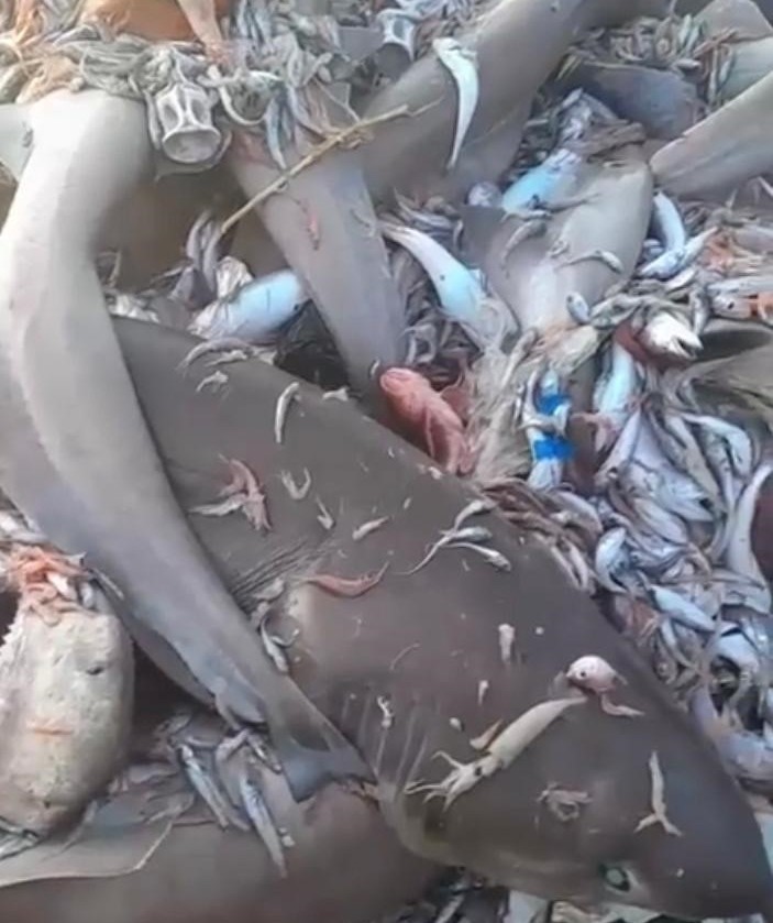 Mersin Valiliğinden Köpek Balığı Açıklaması: “Yanıltıcı Paylaşımlara İtibar Etmeyin”