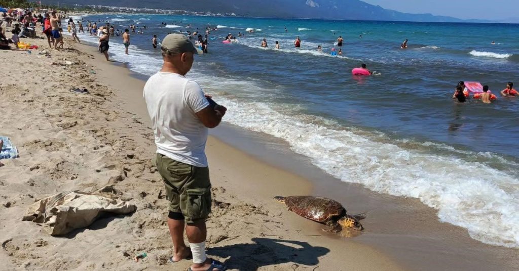 Kuşadası’nda Karaya Vuran Caretta Caretta İnceleniyor: Nadir Erkek Birey