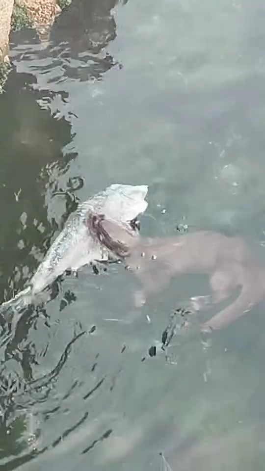 Marmara Denizi’nde Sürpriz Misafir: Su Samuru Görüntülendi