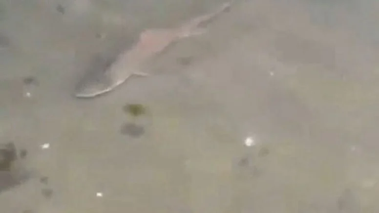 Yüzmek İsterken Gözlerine İnanamadılar: Caddebostan’da Köpekbalığı Görüntülendi