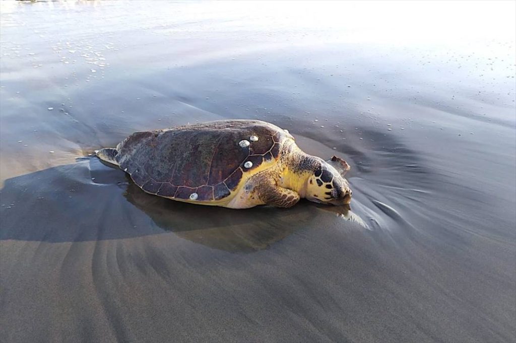 Antalya’da Tehlike Büyüyor: Saldırgan Nil Kaplumbağası Tatilcileri Tehdit Ediyor
