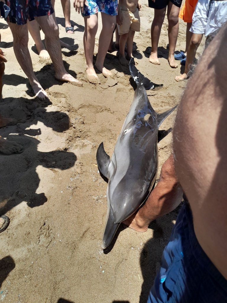 Mersin’de Silifke Susanoğlu’nda Kıyıya Vuran Yaralı Yunus Tatilcilerce Kurtarıldı