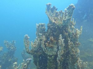 Van Gölü’nün derinliklerinden gelen sır: Dev mikrobiyalit ilk kez görüntülendi