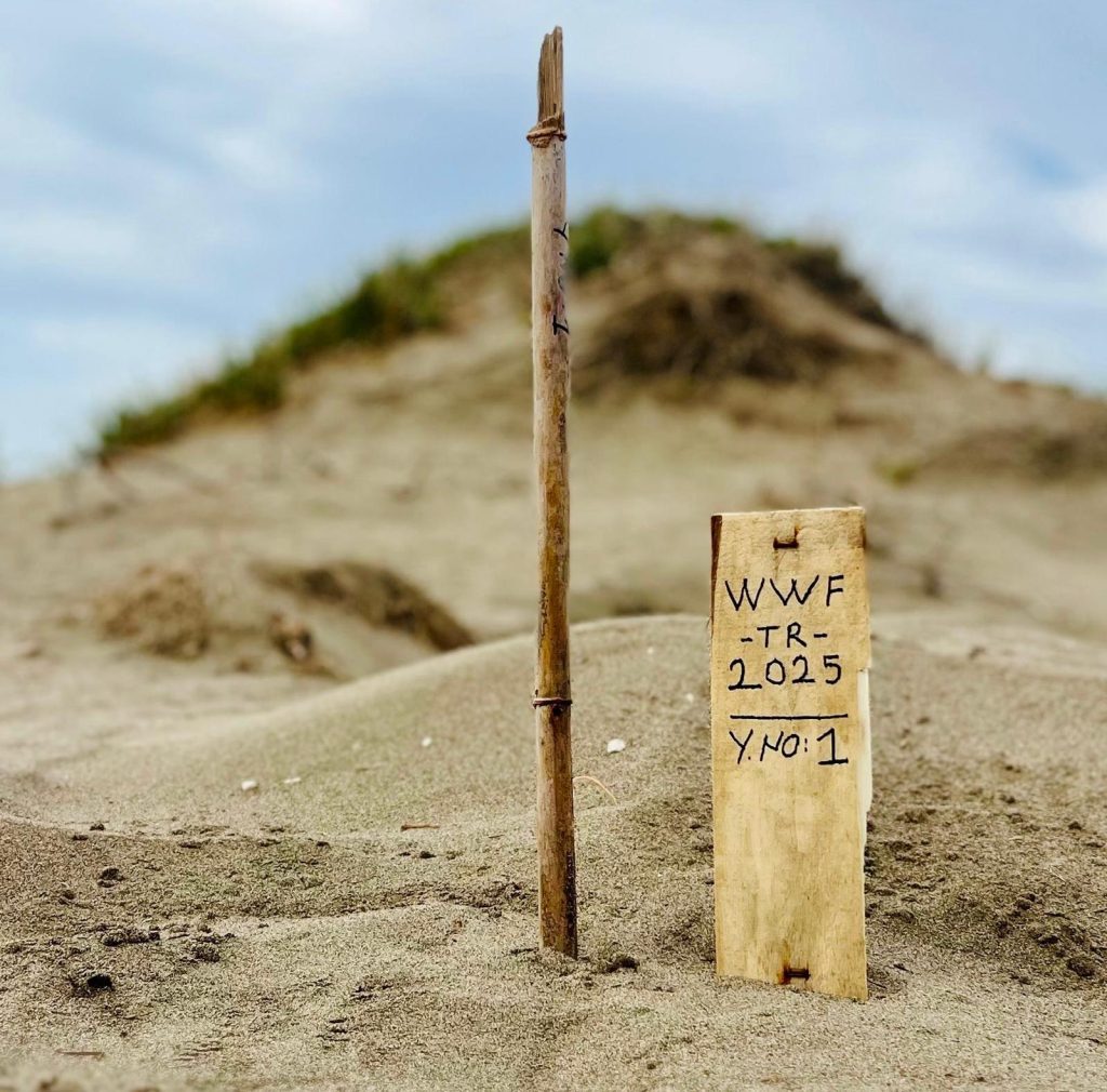 WWF-Türkiye, Akyatan’da 20. Yılını Kutluyor: Yeşil Deniz Kaplumbağalarının Döngüsü Sürdürülüyor