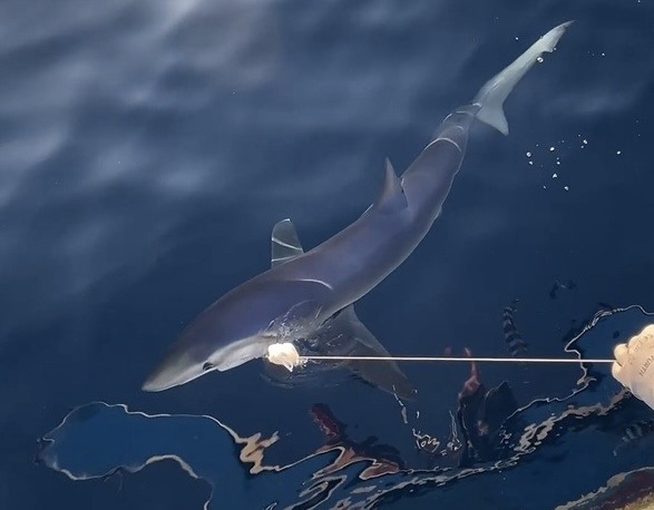 Gökçeada Açıklarında Heyecan Dolu Anlar: Oltaya Mavi Köpek Balığı Takıldı