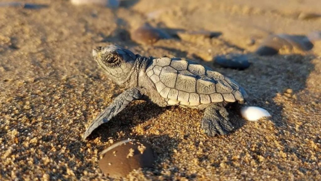 EKODOSD’tan Caretta Caretta Uyarısı: Vatandaşlar Duyarlı Olmaya Çağrıldı