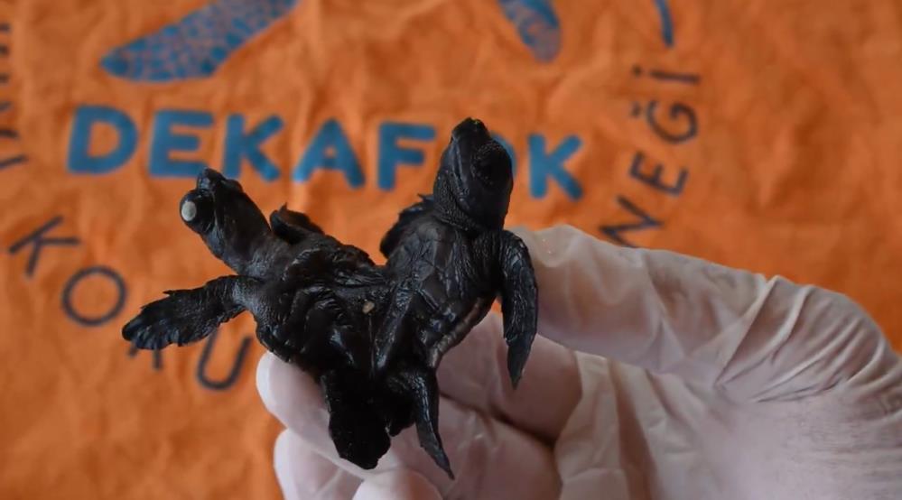 Manavgat’ta Nadir Görülen Olay: Siyam İkizi Caretta caretta Yavrusu Bulundu