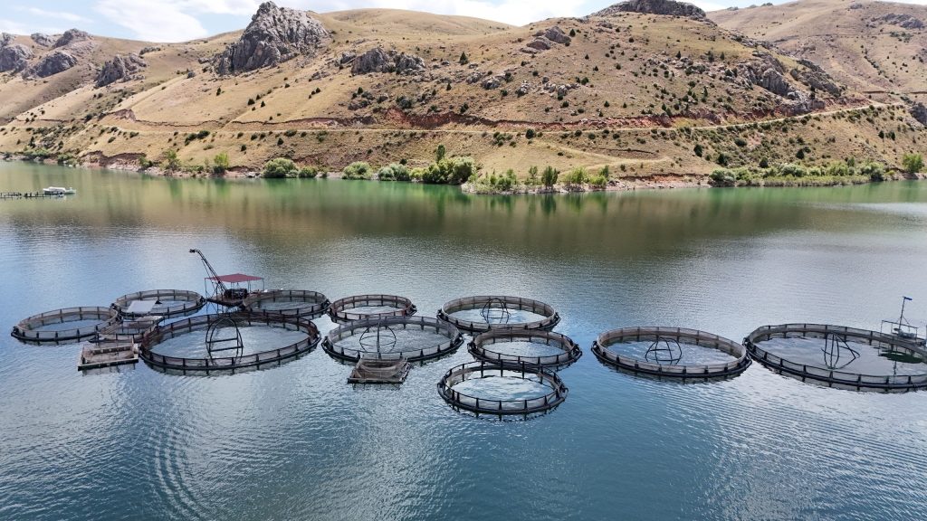 Denizi Olmayan Erzincan’dan Trabzon ve Elazığ’a Somon Yolculuğu