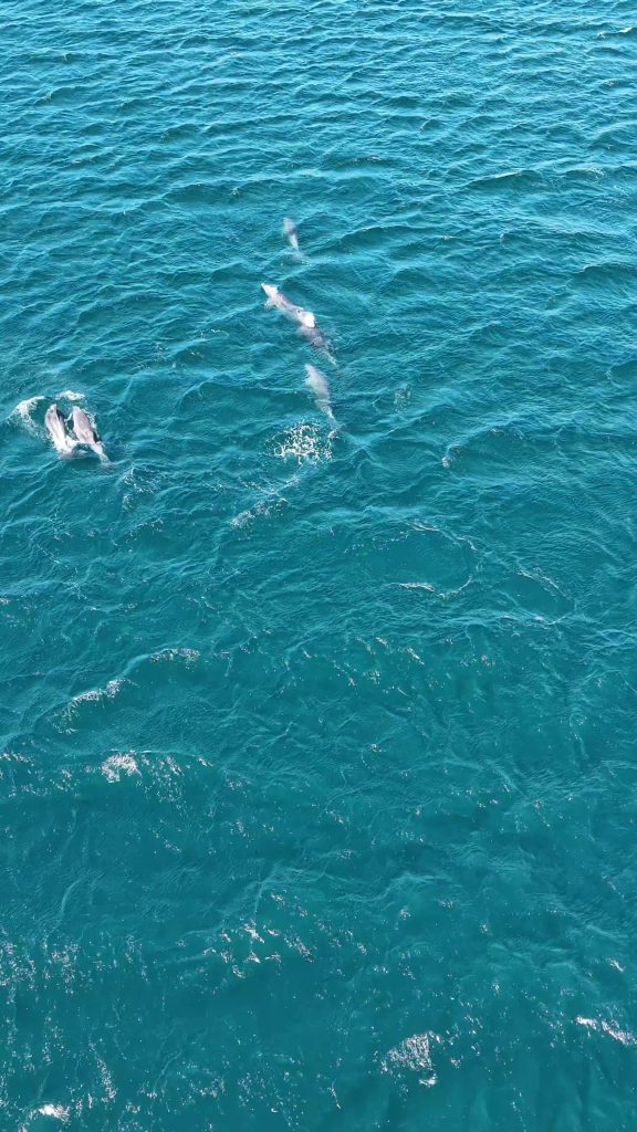 Erdek Körfezi’nde Yunus Şöleni, Bandırma’da Lüfer Dansı