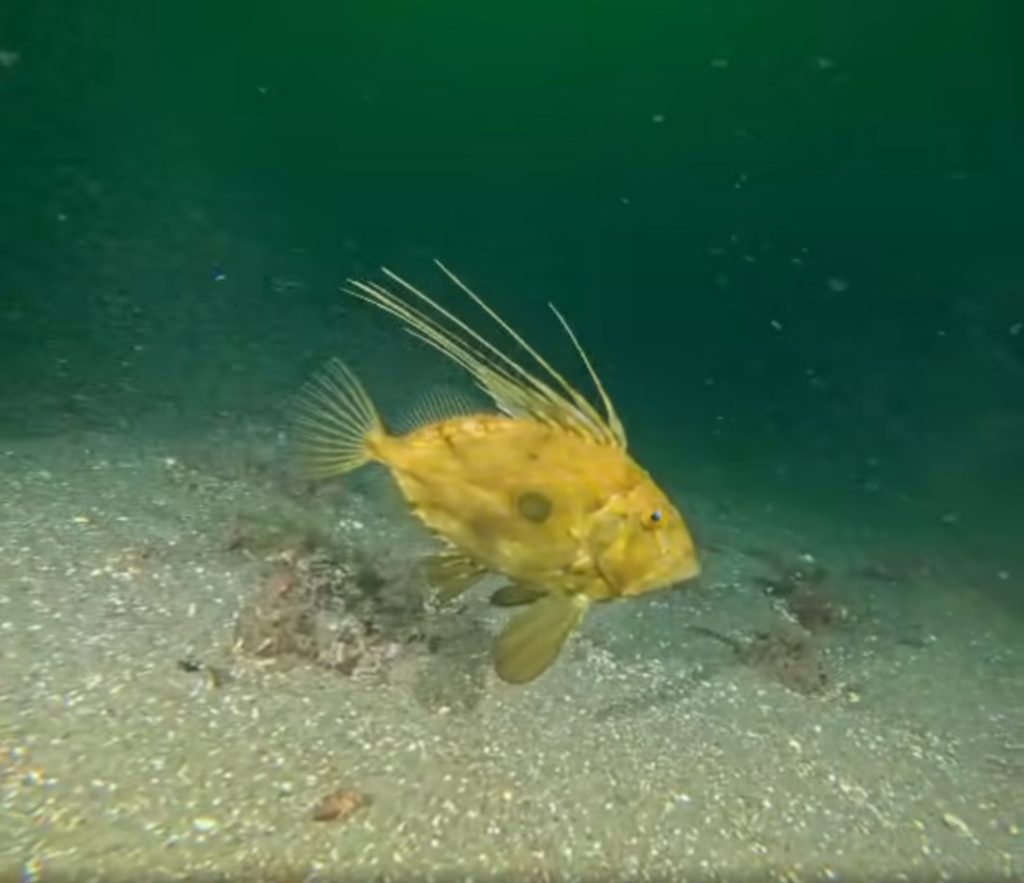 İzmit Körfezi’nde Büyük Dönüşüm: Çamur Temizlendi, Canlılar Geri Döndü