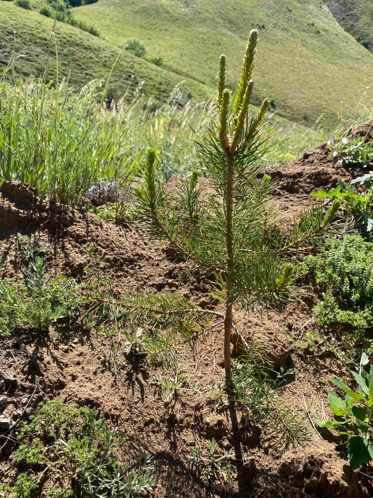 Gemi Brokerleri Derneği 15. Yılında 2 Bin Fidanla Hatıra Ormanı Oluşturdu
