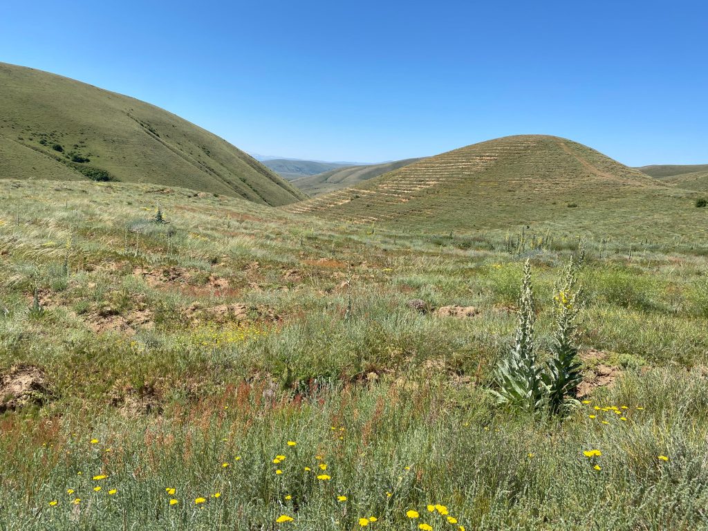 Gemi Brokerleri Derneği, 15. kuruluş yılı kapsamında TEMA Vakfı iş birliğiyle Erzincan’da 2 bin fidan dikerek Hatıra Ormanı oluşturdu.