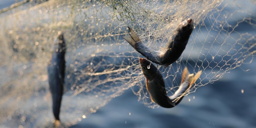 İki Deniz Arasında Balıkçılığın Kalbi: Kocaeli