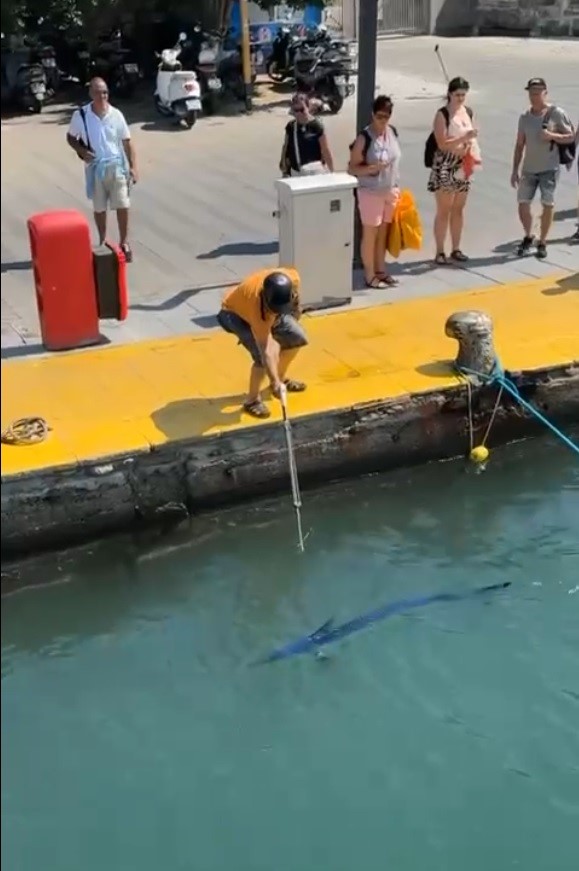 Bodrum’da Nesli Tükenme Tehlikesindeki Mavi Yelken Balığı Zıpkınla Vuruldu