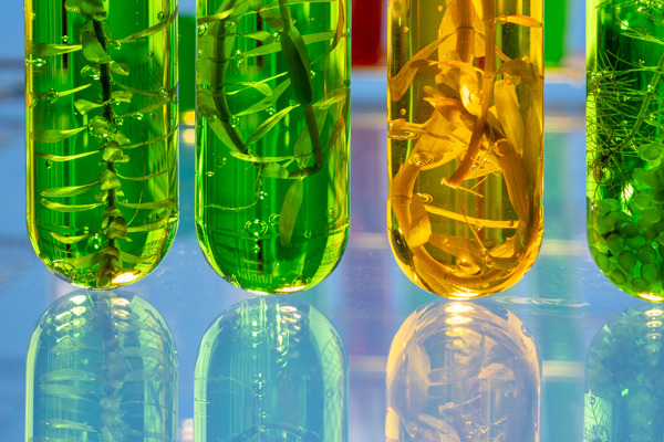 BIMCO, Zaman Kiralama Sözleşmeleri için Biyoyakıt Maddesi Üzerinde İlerleme Kaydediyor