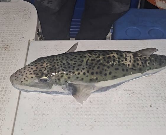 Gemlik Körfezi’nde Tehlikeli Benekli Balon Balığı Görüldü