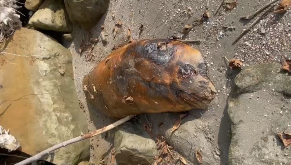 Tekirdağ Sahilinde Gizemli Deniz Canlısı Kıyıya Vurdu