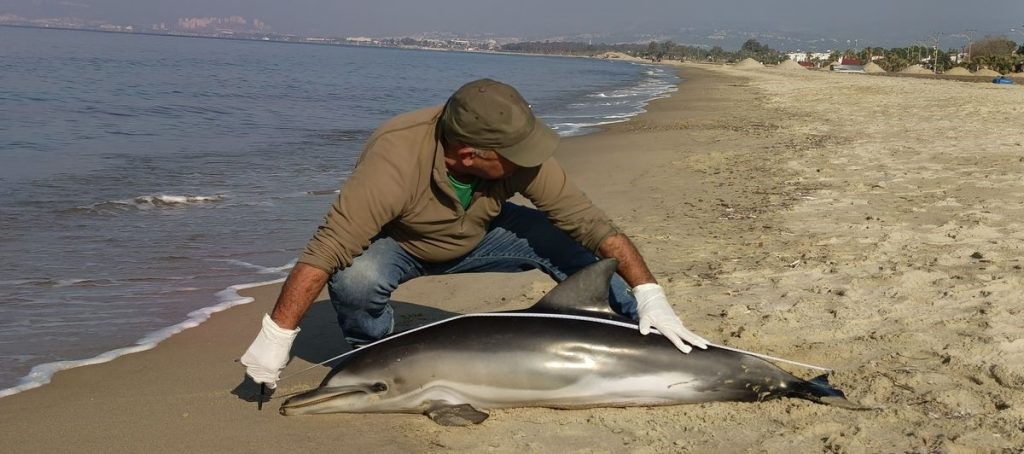 Kuşadası’nda Sahile Vuran Tırtak Yunusu Alarmı: Ağlara Takılıp Boğuldu mu?