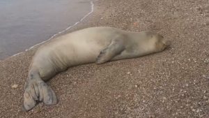 Antalya Mermerli Plajı’nda Akdeniz Foku Koruyucu Müdahaleyle Denize Bırakıldı