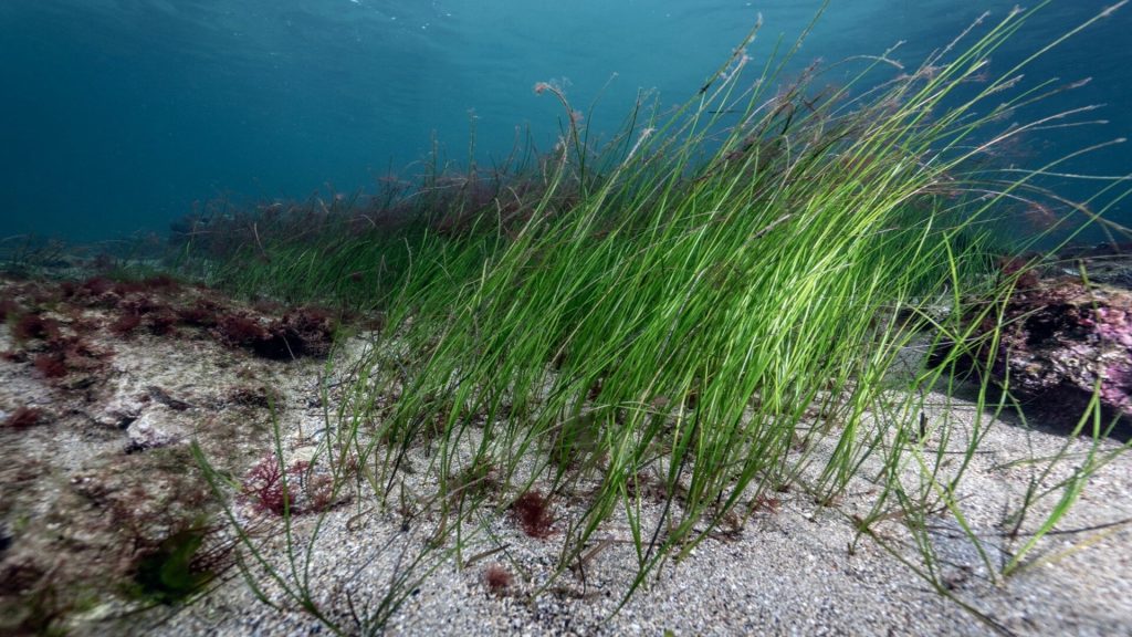 Göcek Koyları İçin Dijital Kalkan: DERİA Projesi Hayata Geçti