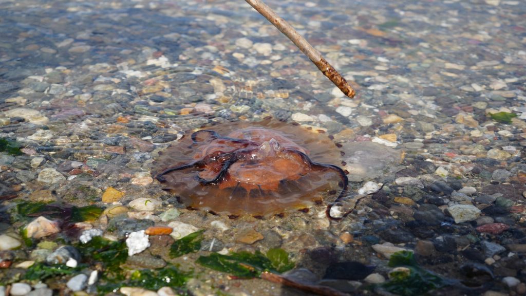 Zehirli Pusula Denizanası İzmit Körfezi’nde Görülmeye Başlandı