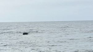 Karadeniz’deki Sürüklenen Mayın Kontrollü Şekilde Patlatıldı