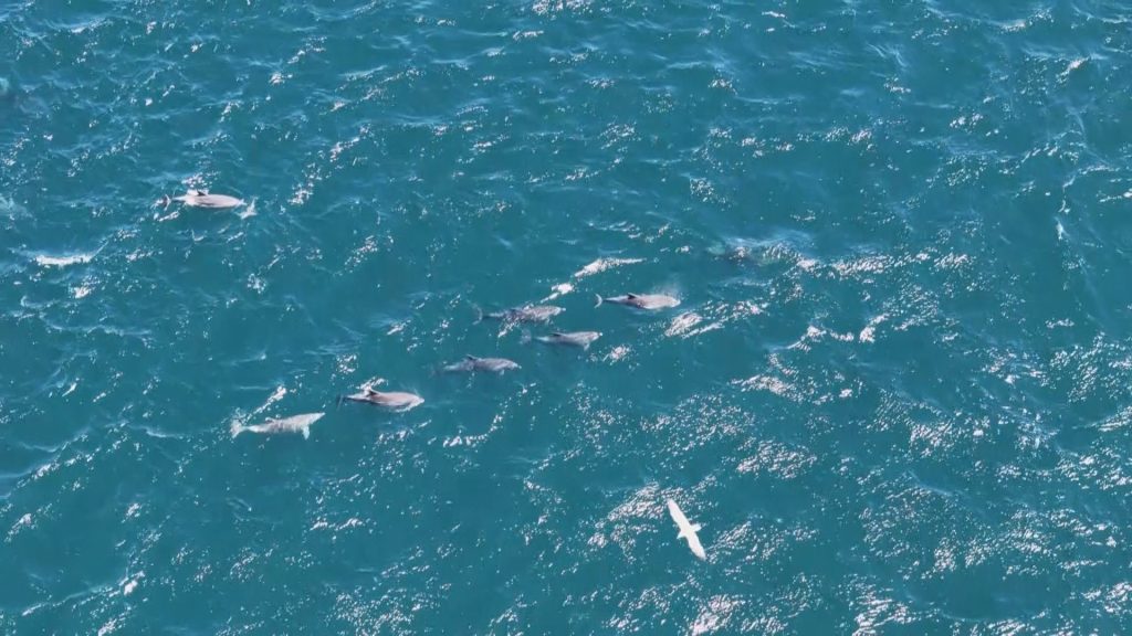 İstanbul Boğazı’nda Yunus Hareketliliği, Sürü Halinde Boğazdan Geçtiler