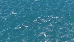 İstanbul Boğazı’nda Yunus Hareketliliği, Sürü Halinde Boğazdan Geçtiler